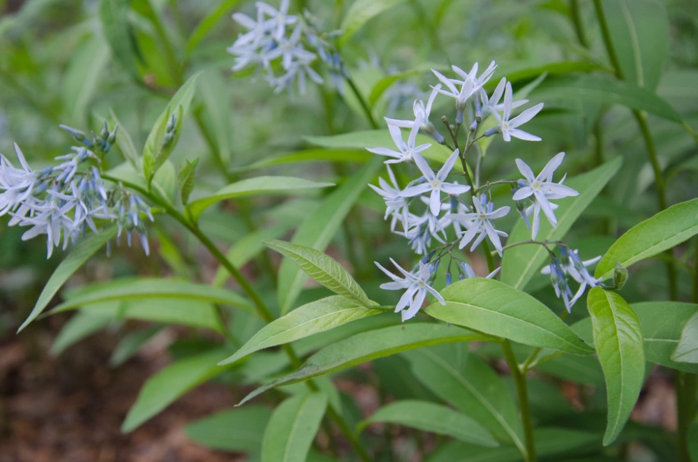 eastern_bluestar3